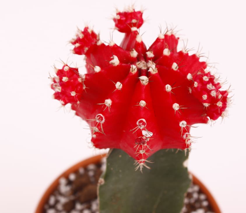 Color Gymnocalycium mihanovichii Graft Cactus by Joinflower Joinfolia